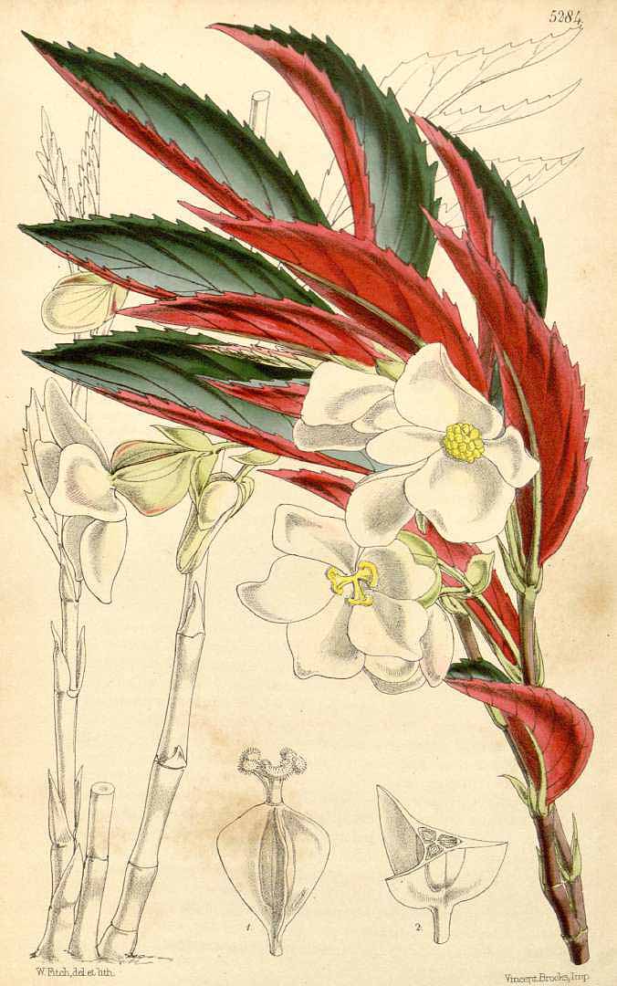 B. kunthiana